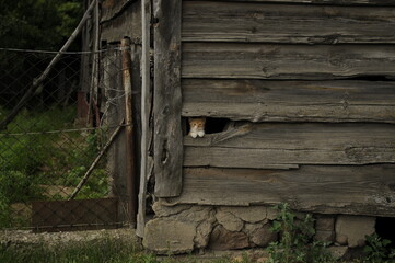 rudy kotek w drewnianym budynku