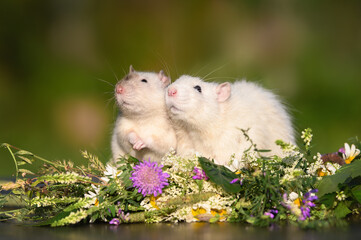 two cute pet rats posing together outdoors