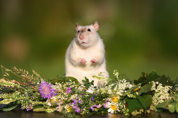 funny pet rat standing outdoors in summer, close up portrait