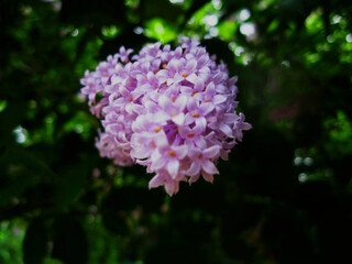 Lilac flowers close up view. Macro view of lilac flower