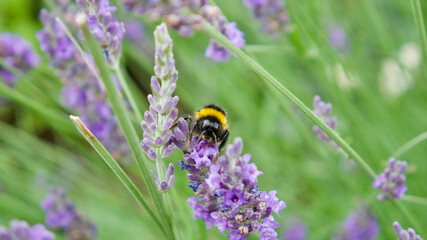 Front view of a bumblebee collecting pollen from a lavender flower in a lavender field in France