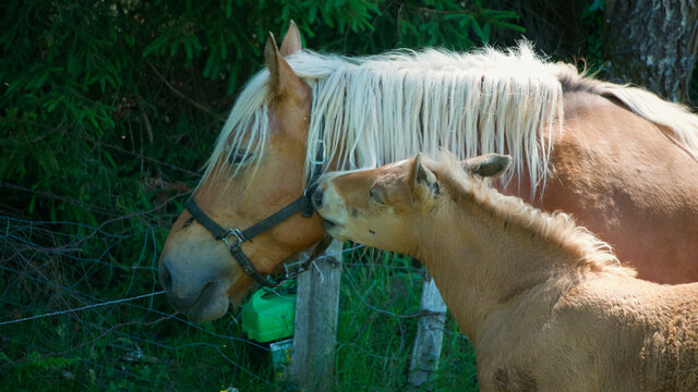 Young horse giving a kiss to its mother - Foal and mare together in a field near a forest