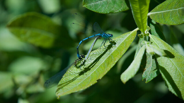 Close-up view of two dragonflies (blue and green) mating on a tree leaf