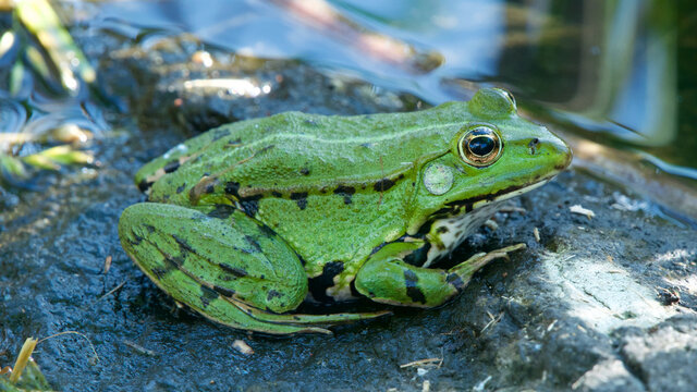 Side view of a European green edible frog resting on a rock on the side of a lake
