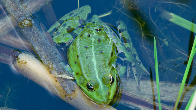 Top view of a green European edible frog partly immersed in water among branches and grass in a lake