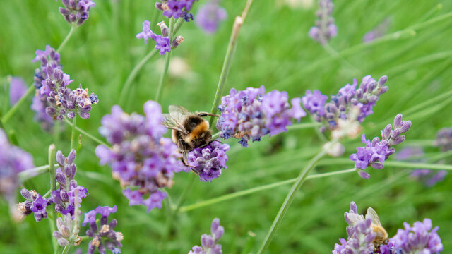 Close up of a bumblebee collecting pollen in a lavender field in France