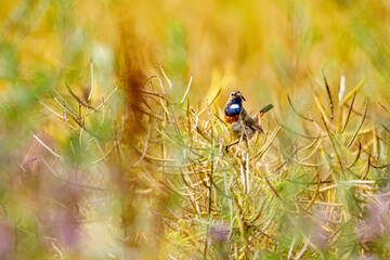 a bluethroat bird in a canola field