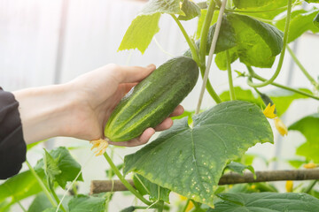 A hand picks a fresh cucumber from a branch in a greenhouse. The concept of vegetable growing, organic vegetables, vegetarianism.