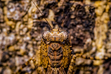 Bark mantis on tree bark