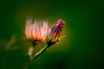Warm wild vivid flower on green foliage background