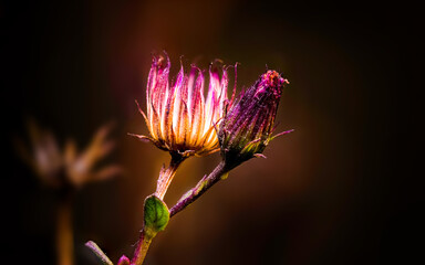 Wild flower with beautiful royal magenta sprinkle
effect on flower and bud over dark background