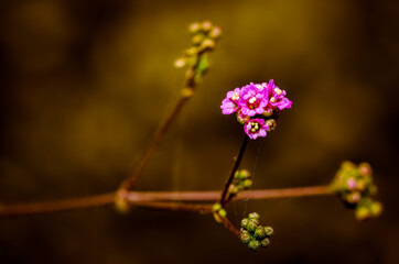 Small wild flowers of India on beautiful background