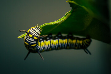 Caterpillar of Blue Tiger butterfly feeding on the leaves