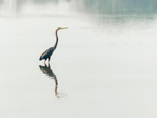 Purple heron in still water waiting for a movement to see and catch fish.