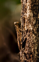 Bark mantis on a tree bark, a perfect camouflage to hide itself for a perfect attack on its prey  