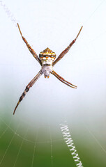 Signature spider with short pair of legs