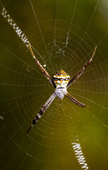 Signature spider with short pair of legs