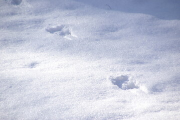 Fototapeta na wymiar Eichhörnchenspuren im Schnee 445725996 Tierspuren Eichhörnchen