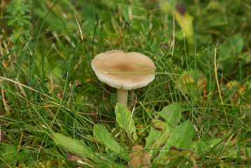 Risspilz einzeln 445726122