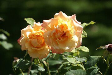 Rosenblüten zwei orangefarben 445726126
