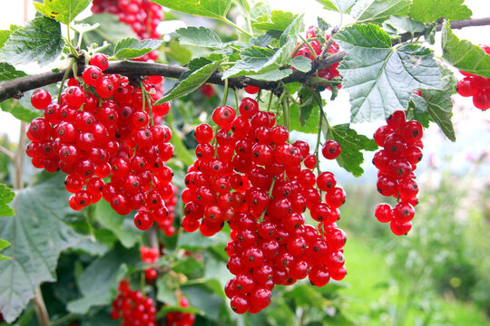 Rote Johannisbeeren