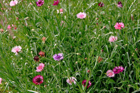 Cornflower. Field with multi-colored cornflowers. Blue, burgundy pink flowers in green grass.
Background image.