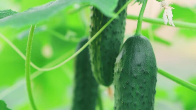 Fresh, organic vegetables close-up. Green, juicy, young cucumbers grow on the plant on the farm. Agriculture, growing crops.
