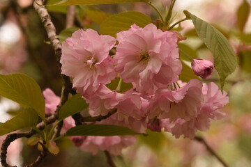 Very Pretty Pale Pink Cherry Blossoms Flowering
