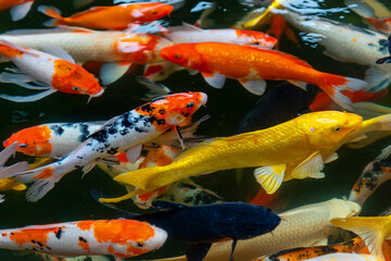 Obraz na płótnie Canvas fish CARP fancy or koi in pond, japanese National animal