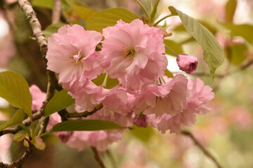 Fototapeta na wymiar Gorgeous Flowering Pink Cherry Blossoms on a Tree