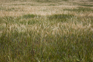 Amazing agriculture landscape of the Ears of golden wheat field