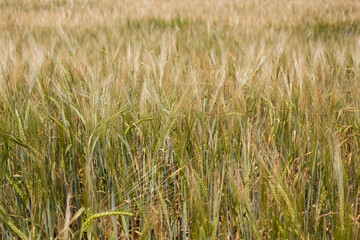 Amazing agriculture landscape of the Ears of golden wheat field