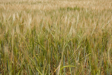 Amazing agriculture landscape of the Ears of golden wheat field