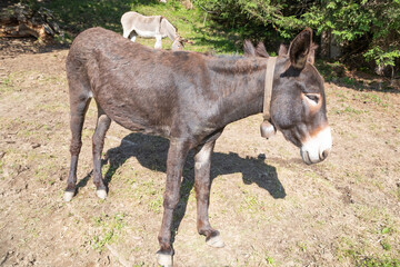 Fototapeta premium black_donkey