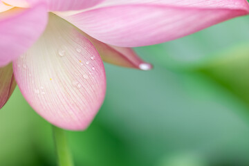 蓮の花びらと水滴　7月