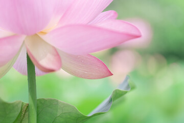 透明感のある蓮の花びら　7月