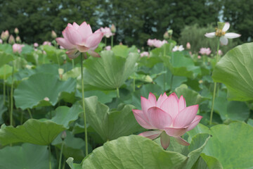 夏の古河公方公園の風景　7月