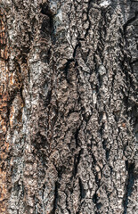 Gray bark on an old tree. Natural background for anything