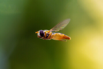 Schwebefliege im Flug