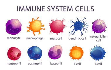 Fototapeta Immune system cell types. Cartoon macrophage, dendritic, monocyte, mast, b and t cells. Adaptive and innate immunity, lymphocyte vector set obraz