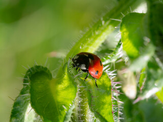 ladybird on a leaf.