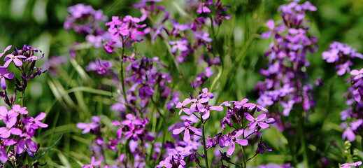 Obraz premium Wild purple flower in the meadow, background image. Small purple flowers on a green background. A meadow with purple flowers.