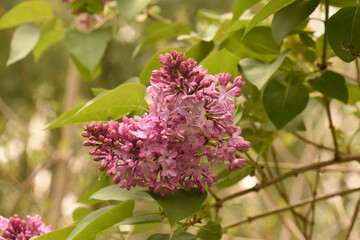 Fototapeta premium Looking Directly Into a Flowering Purple Lilac