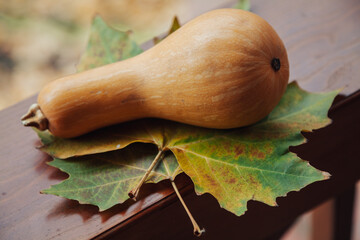 Orange pumpkin lies on maple leaves on railing