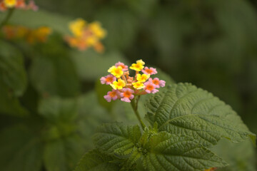 colourfull mini flowers