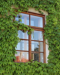 Hedera helix. Window overgrown with ivy