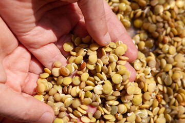 Hands of  farmer. hand holds sprouted lentils