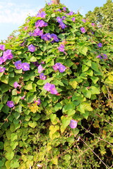 
Elaiussa Sebaste - the ruins of an ancient Roman city in the province of Mersin, turkey