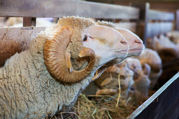 The best breed of sheep on the farm