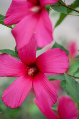 Beautiful purple hibiscus flower close up